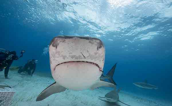 Tigers in the Bahamas