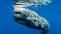 Sperm whale in the Azores