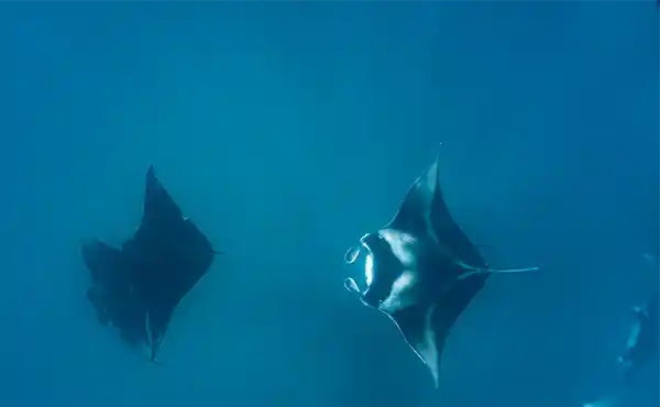 Maldives Manta Ray Extravaganza