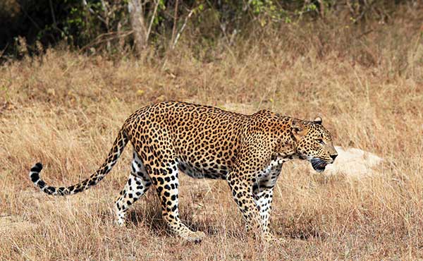 Wilpattu National Park