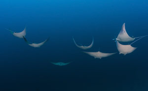 Komodo National Park