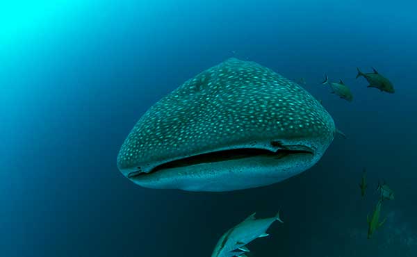 Galapagos Whale Shark Expedition