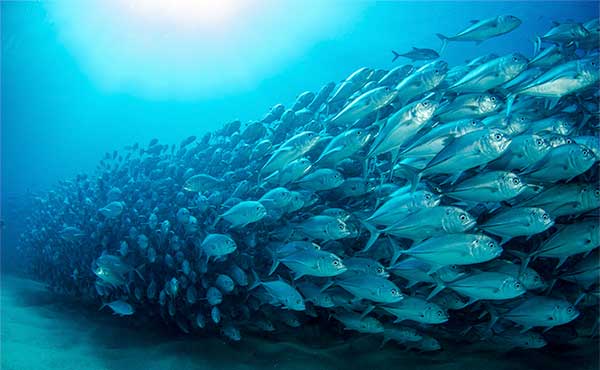 Cabo Pulmo National Park