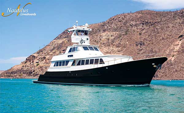 Nautilus Gallant Lady