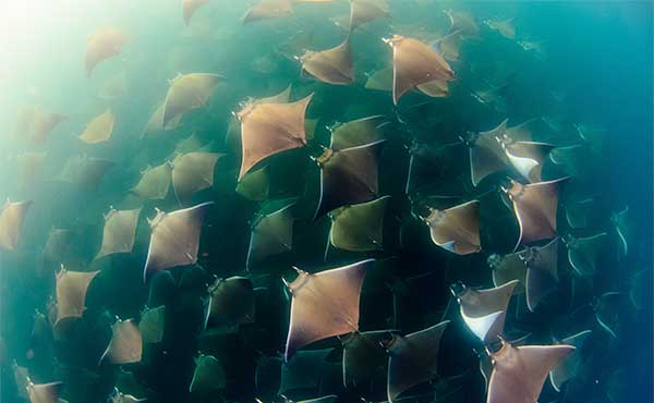 Mobulas & Orcas Liveaboard