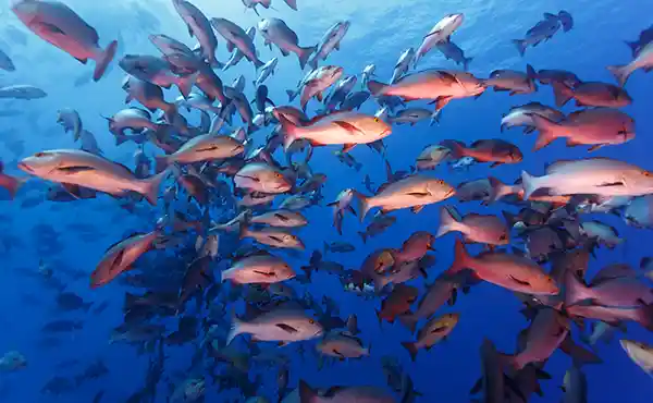 Palau Spawning Expedition