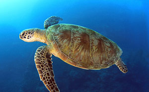 Rowley Shoals, Western Australia