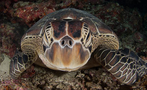 Mamanuca & Yasawa Islands