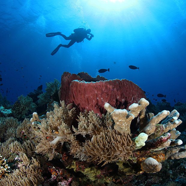 Coral in Papua New Guinea