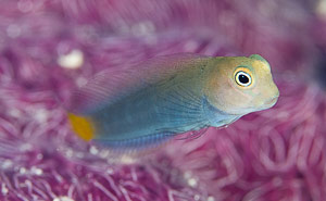 New Ireland – Kavieng