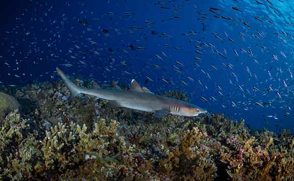 New Britain – Kimbe Bay