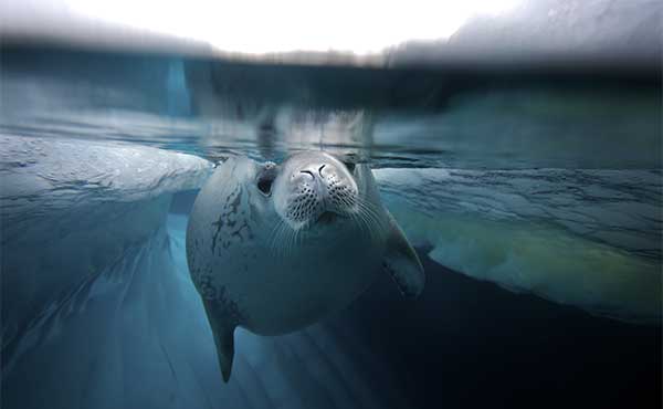 Polar Circle & Antarctic Peninsula