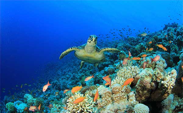 Sharm Dive Extravaganza