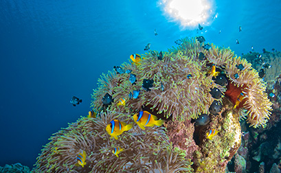 Soma Bay Dive Adventure