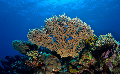 Hamata Dive Adventure