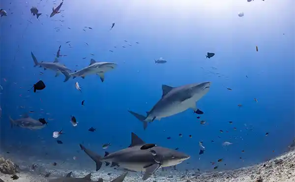 BIG in Fiji: Dive Great Astrolabe Reef & Beqa Lagoon