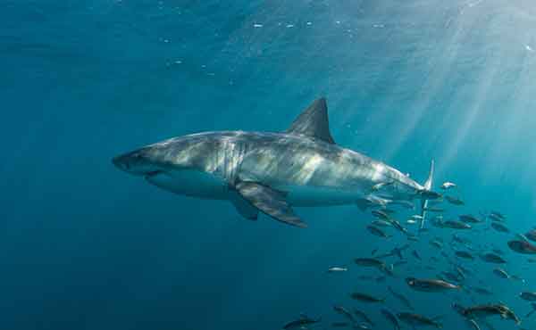 Gansbaai & Dyer Island