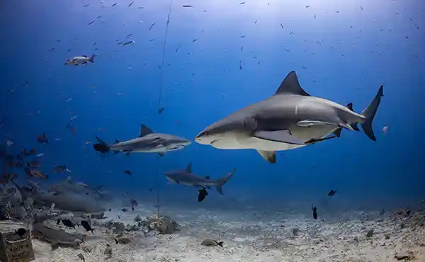 Pacific Harbour & Beqa Lagoon